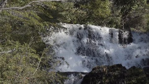 PATAGONIA - TREE - WATERFALL Stock Footage 89216364