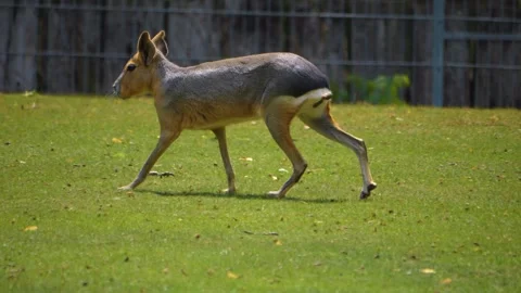A Patagonian mara  Stock Footage 256112072