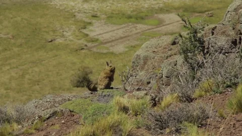 Patagonian vizcacha on stone Stock Footage