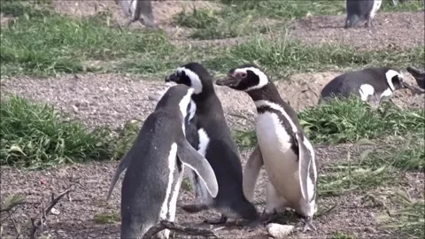 Patagonic Penguin Social Interaction Stock Footage 281979507