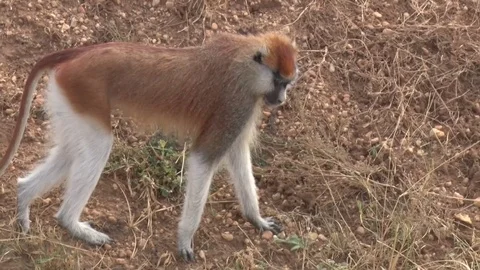 Patas Monkey foraging for food sitting and eating on green grass Stock Footage 72813699