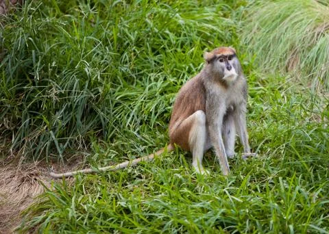 Patas Monkey in grass 库存照片