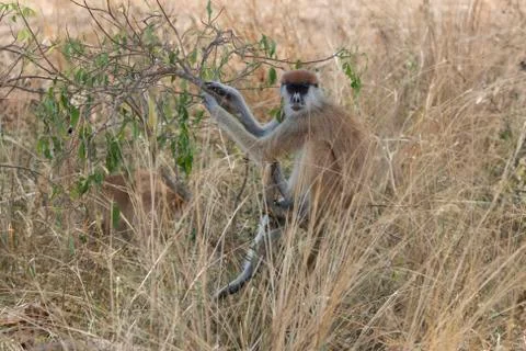 Patas monkey or hussar monkey who is sitting on a bush in the savannah Stock Photos