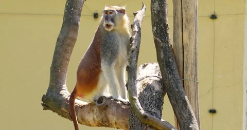 Patas Monkey Perched on a Tree Stock-Footage 255839609