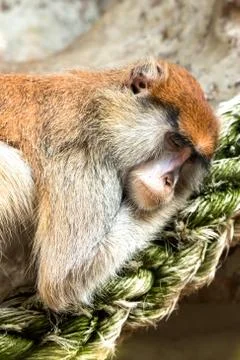 Patas monkey Foto stock