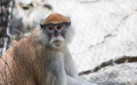 Patas Monkey Stock Photos