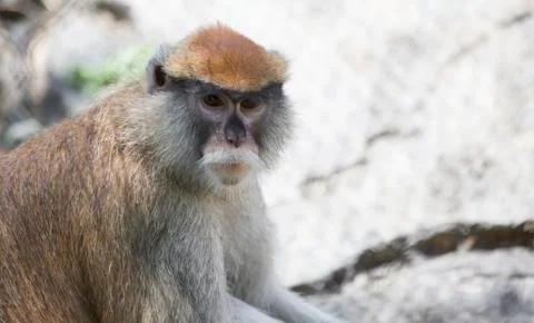 Patas Monkey Stock Photos