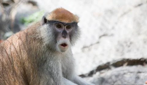 Patas Monkey Stock Photos