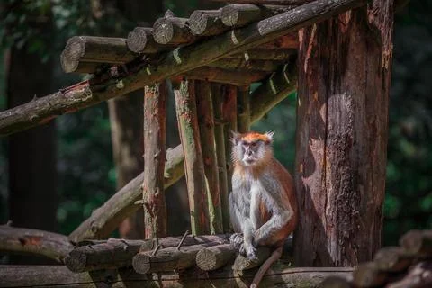 Patas monkey. Stock Photos