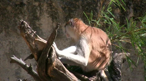 Patas Monkey is resting on branches amidst a sunny day Stock Footage 359883