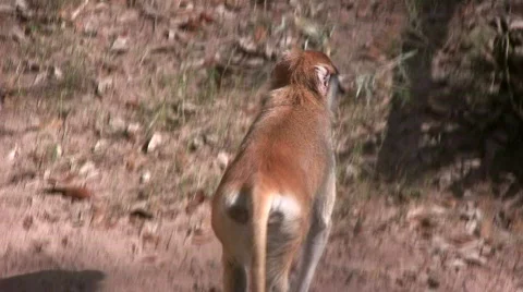 Patas Monkey is resting on branches amidst a sunny day Stock Footage 359885
