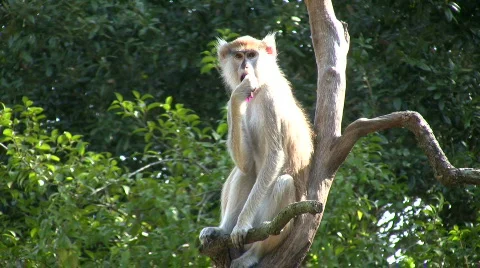 Patas Monkey is resting on branches amidst a sunny day Stock Footage 359909