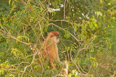 Patas Monkey in a Savannah Tree Photos