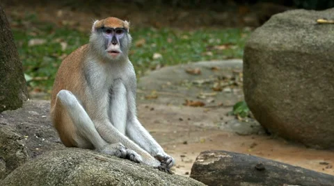 Patas Monkey Sitting on a Rock at the Zoo Видео 68163605