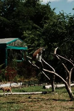 Patas monkey sitting on a tree branch in a zoo enclosure, with another monkey Stock Photos