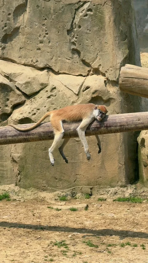 Patas monkey takes a peaceful nap on a sturdy wooden log in its sunlit zoo 库存影片 334092489
