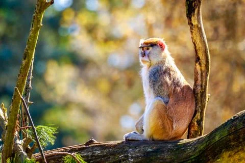 Patas Monkey on Tree Branch Stock Photos
