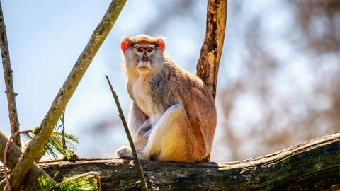 Patas Monkey on Tree Branch Stock Photos