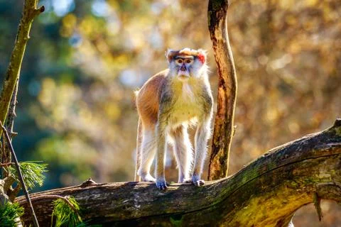 Patas Monkey on Tree Branch Stock Photos
