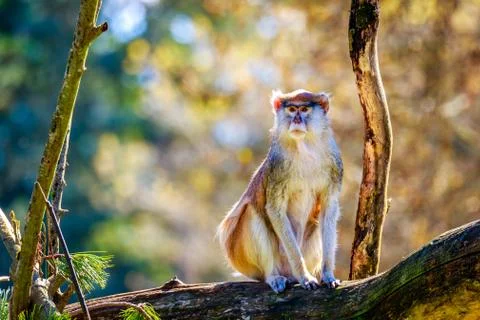Patas Monkey on Tree Branch Foto stock