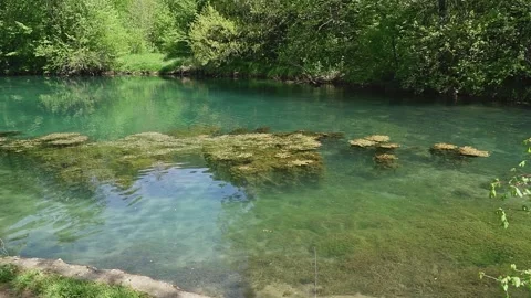 A patch of aquatic plants floating on surface of clear turquoise water of lake Stock Footage 270501285