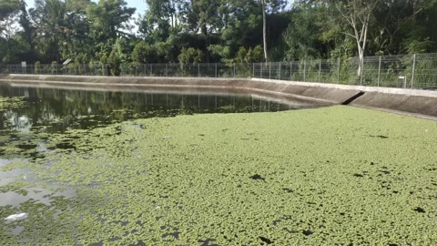 A Patch of Azolla or Azolla pinnata Plants Stock Footage 325919371