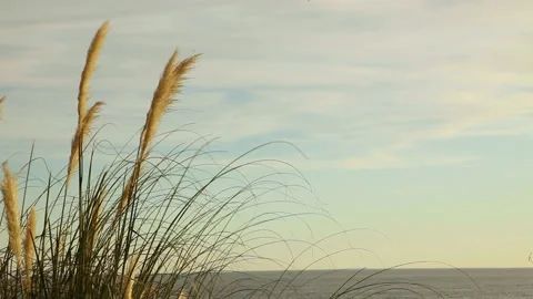 A patch of beachgrass blowing in the wind in front of cloudy sky and ocean 스톡 동영상 130224715