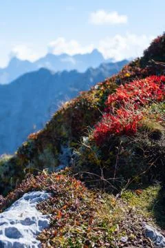 Patch of beautiful plants in the mountains Stock Photos