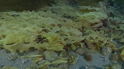 Patch of benthic algae mostly Toania flows in surge Stock Footage 337726316