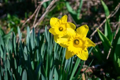A Patch of Blooming Yellow Tulips During Spring Stock Photos