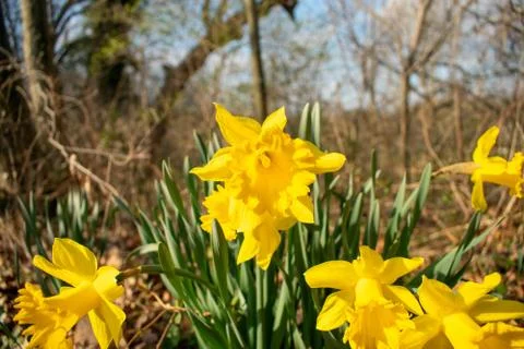 A Patch of Blooming Yellow Tulips During Spring Stock Photos