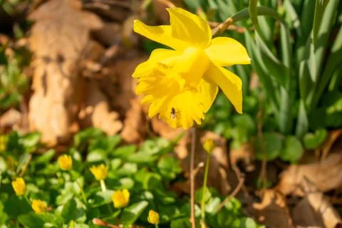 A Patch of Blooming Yellow Tulips During Spring Stock Photos