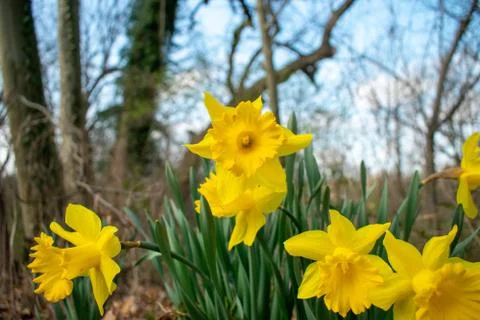 A Patch of Blooming Yellow Tulips During Spring Stock Photos