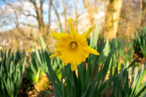 A Patch of Blooming Yellow Tulips During Spring Stock Photos