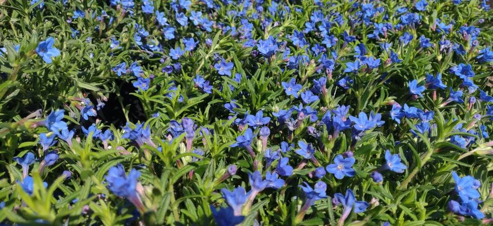 A patch of blue flowers Stock Photos