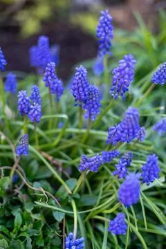 Patch of Blue Grape Hyacinths in a Spring Garden 写真素材