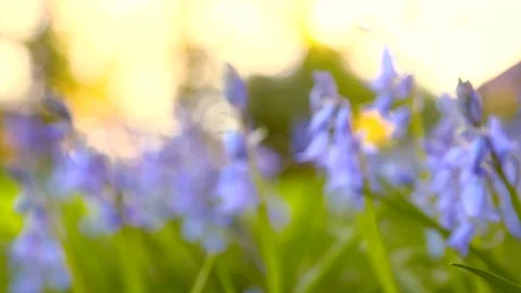 Patch of bluebells in spring Stock Footage 93782366