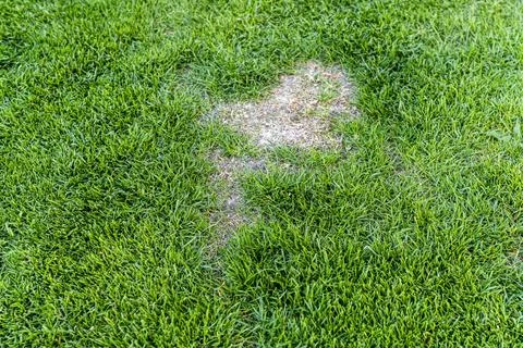 A patch of brown grass on a vibrant green lawn, highlighting the contrast Stock Photos