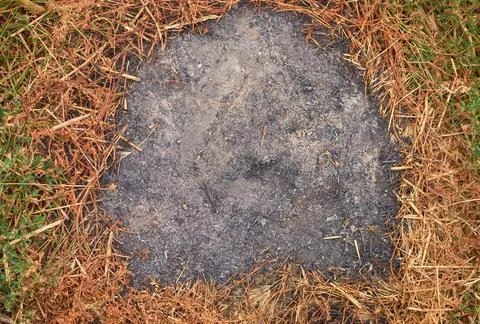 Patch with burned of grass on grounds with yellow and green vegetation edges Stock Photos