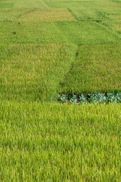 A patch of cabbage in the rice fields Stock Photos