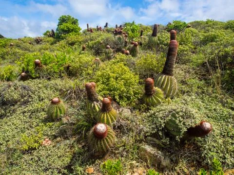 Patch of Cactus and Arid Flora, St. John, Virgin Islands Stock Photos