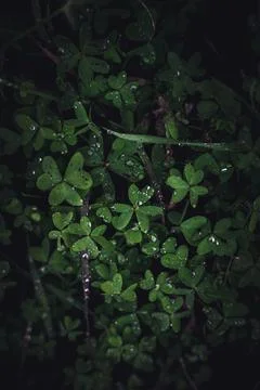 A Patch of Clovers Wet With Dew Foto stock