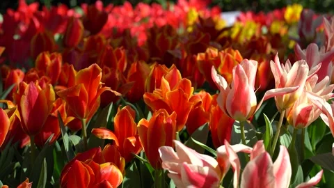 A patch of colorful tulips Video stock 261735832