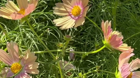 A patch of cosmos flowers Stock Footage 250124986