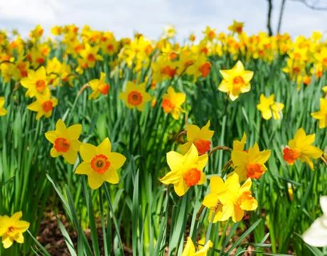 A patch of daffodil flowers blooming in the spring Stock Photos