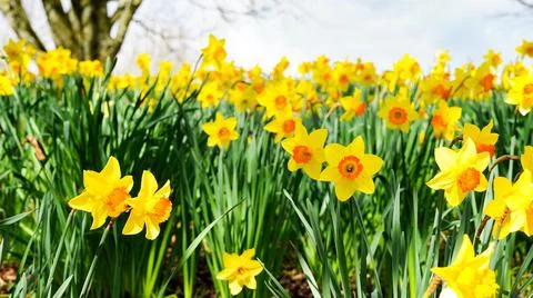 A patch of daffodil flowers blooming in the spring Stock Photos