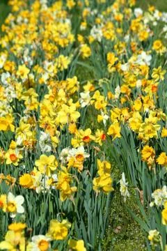 Patch of daffodils Stock Photos