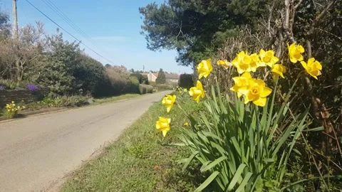 A patch of daffodils in the sun blowing in the wind on the side of a road Stock Footage 151645148