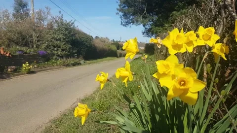 A patch of daffodils in the sun blowing in the wind on the side of a road 動画素材 151645153