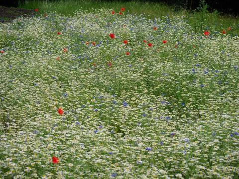 A patch of daisies and other wildflowers Stock Photos